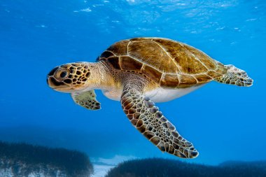A magnificent green sea turtle cruising the blue waters of the Mediterranean Sea.