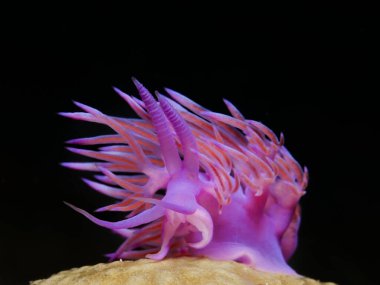 Nudibranch Flabellina affinis standing on a yellow sea sponge. From Cyprus, Mediterranean Sea. 