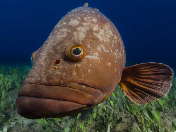              A curious grouper fish looking at the photographer - Epinephelus marginatus             