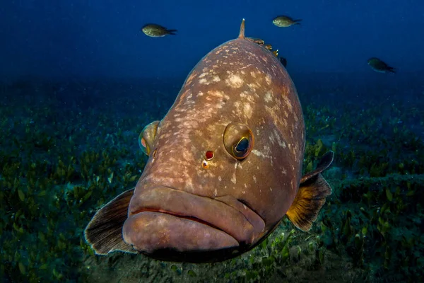                          Dusky Mediterranean grouper from the island of Cyprus       