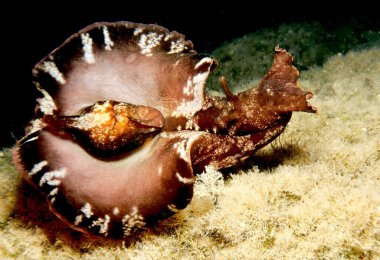 Sea hare - Aplysia fasciata 