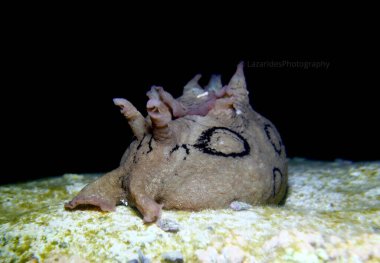Spotted sea hare from Cyprus 