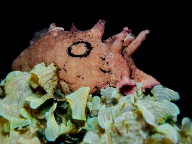 Spotted sea hare - Aplysia dactylomeda from Cyprus
