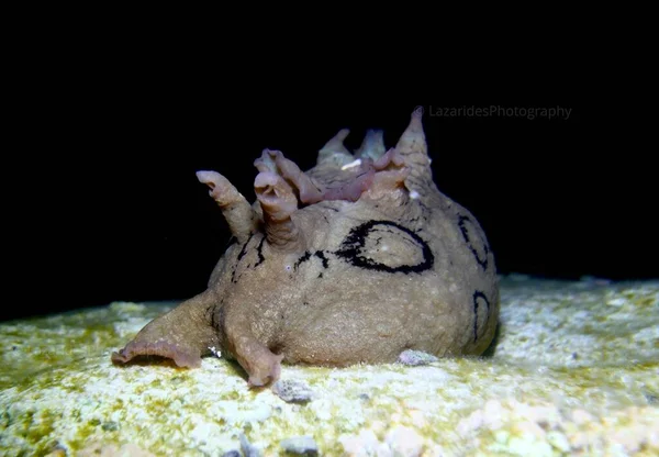 Spotted Sea Hare Cyprus — Stockfoto