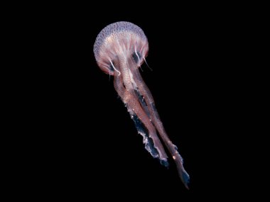 Jellyfish Pelagia noctiluca from Cyprus, Mediterranean Sea clipart