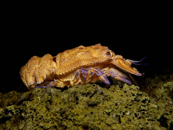 Mediterranean Slipper Lobster Scyllarides Latus — Stockfoto