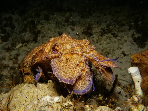 Mediterranean Slipper Lobster Scyllarides Latus — Stockfoto