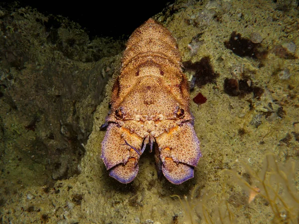 Mediterranean Slipper Lobster Scyllarides Latus Cyprus — Stock Photo, Image