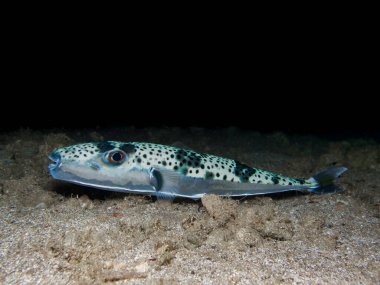 Lagocephalus sceleratus - Silver-cheeked toadfish from Cyprus
