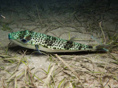 Silver cheeked toadfish from Cyprus