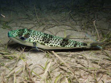 Silver cheeked toadfish from Cyprus clipart