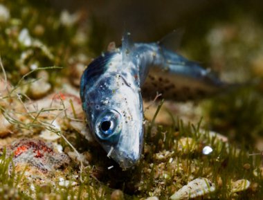 Mediterranean sand smelt lying dead on the seabed