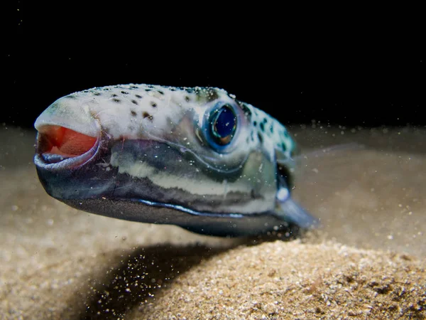 Silver Cheeked Toadfish Island Cyprus — Stockfoto