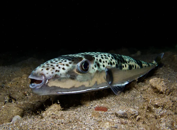 Invasive Toadfish Lagocephalus Sceleratus Cyprus — Foto de Stock