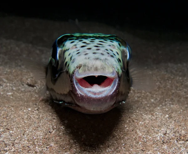 Silver Cheeked Toadfish Cyprus — Stockfoto