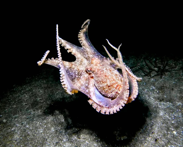 Small Octopus Landing Seabed Night — Stockfoto
