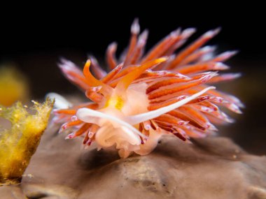 Pilgrim hervia - Cratena peregrina kahverengi bir deniz süngerinde