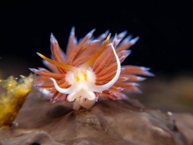 Pilgrim hervia - Cratena peregrina from Cyprus 