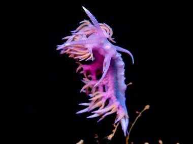 Nudibranch Flabellina affinis from Cyprus  clipart