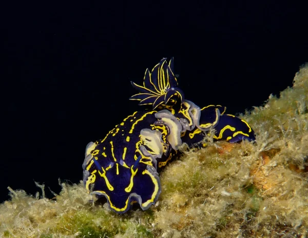Nudibranch Felimare Picta Desde Cyprus Mediterranean Sea — Foto de Stock