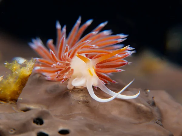 Nudibranch Cratena Peregrina Brown Sea Sponge — Foto de Stock