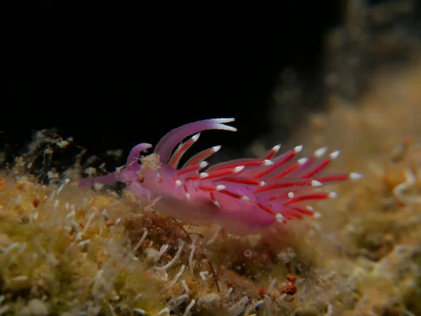 Tiny Cute Nudibranch Cyprus — Foto de Stock