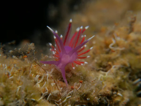 Tiny Nudibranch Flabellina Cyprus — Foto de Stock