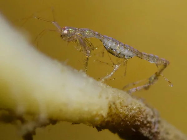 Skeleton shrimp from Norway - Phtisica marina