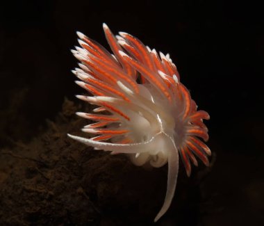                                Life in the Norwegian fjords - Fjordia lineata