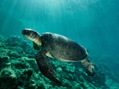 An old green sea turtle from Cyprus