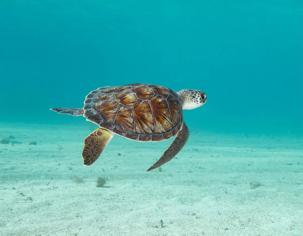 A female turtle in aqua blue sea 