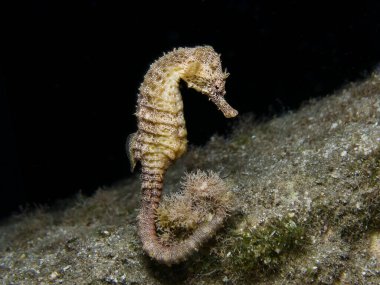 Majestic sea horse at night in the Mediterranean Sea  clipart