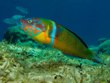 Süslü sabun - Thalassoma pavo