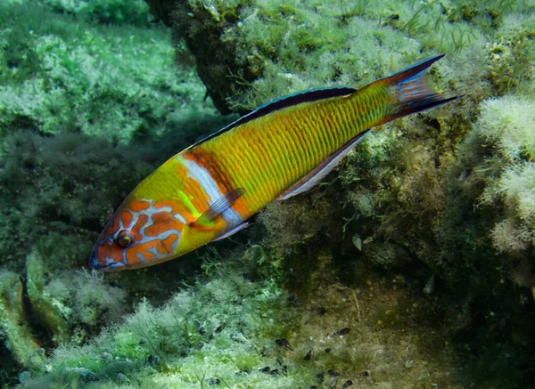 Ornate wrasse from Cyprus