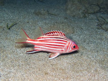 Soldier fish from Cyprus 
