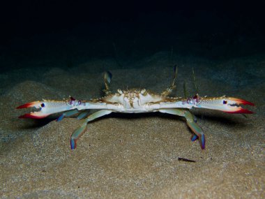 Crab Portunus segnis from Cyprus