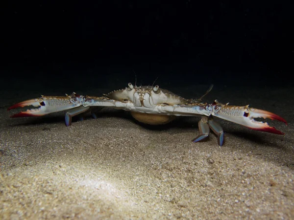 Alien blue swimming crab from Cyprus