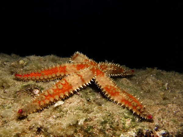 Spiny starfish - Marthasterias glacial from Cyprus 