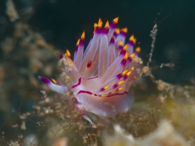 Nudibranch Flabellina rubrolineata from Cyprus