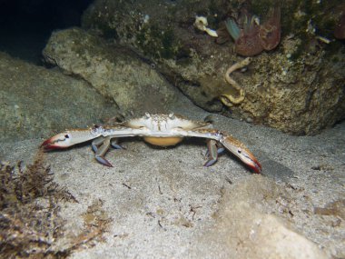 Swimming crab at night in Cyprus 