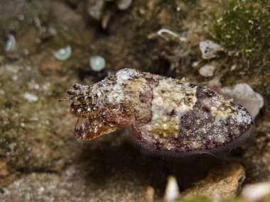 Sepia officinalis from Cyprus