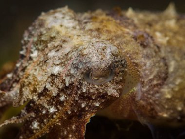 Close up of a squid at night