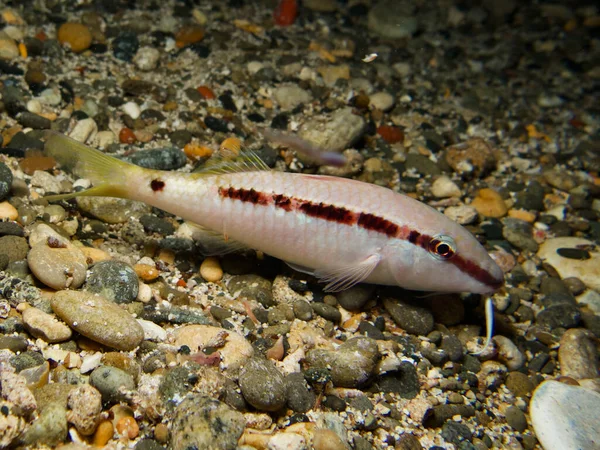 Red Sea goat fish from Cyprus at night