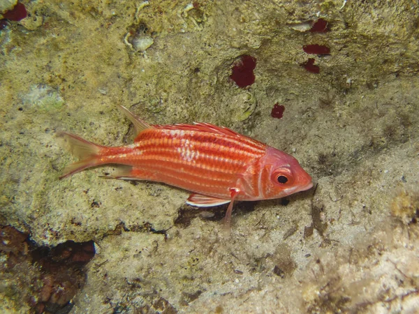 Asker Balığı Sargocentron Rubrum — Stok fotoğraf