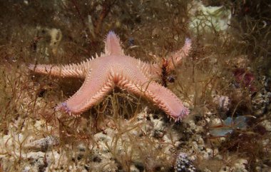 Comb sea star from Cyprus, Mediterranean Sea 
