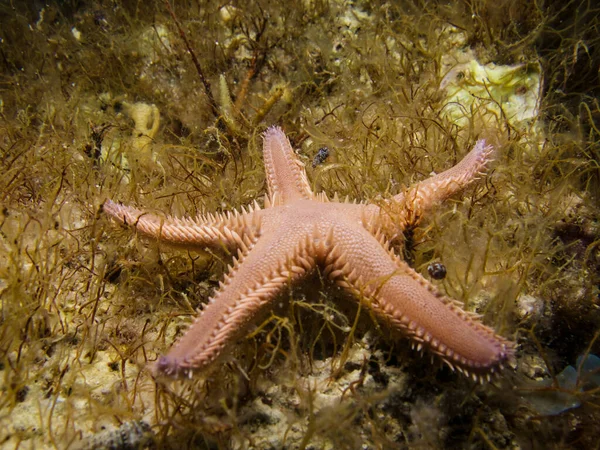 Astropecten platyacanthus - Comb sea star 