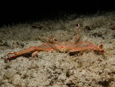 Crab from Fig Tree Bay,  Cyprus