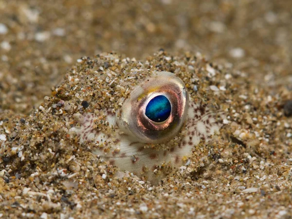 Eye Pufferfish Cyprus — Stock fotografie