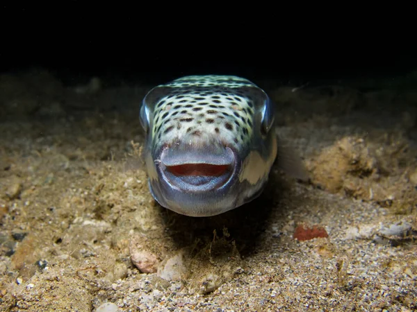 来自塞浦路斯的有毒的银嘴蛤蟆 — 图库照片
