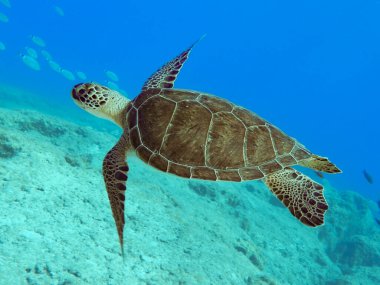 Suyun ortasında su altı uçuşu 